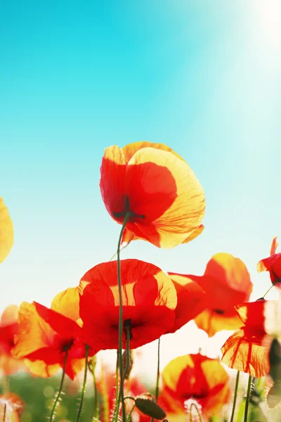 Prado con flores de amapola — Foto de Stock