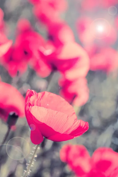 Prado com flores de papoula — Fotografia de Stock