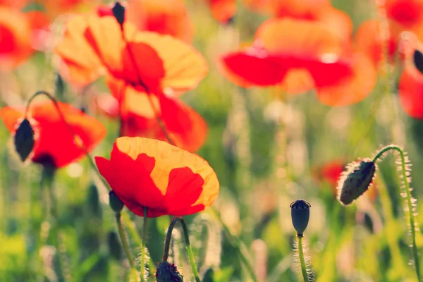 Meadow with poppy flowers — Stock Photo, Image