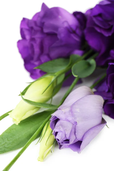 Belle eustomie violette en gros plan — Photo