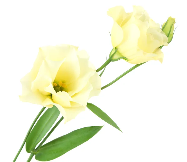 Linda flor eustoma isolado em branco — Fotografia de Stock