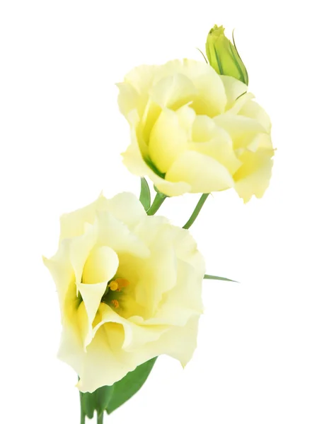 Bellissimo fiore di eustoma isolato su bianco — Foto Stock