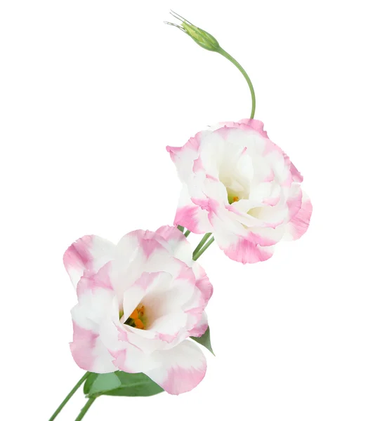 Güzel Eustoma çiçeği beyaza izole edilmiş. — Stok fotoğraf