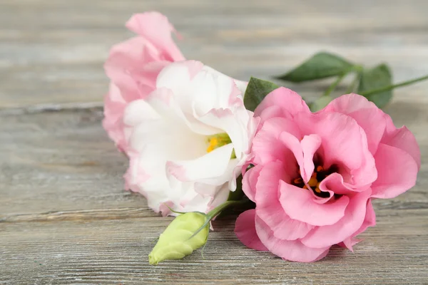 Schöne Eustoma-Blüten — Stockfoto