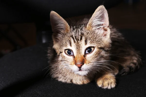 Gatito sobre fondo oscuro — Foto de Stock