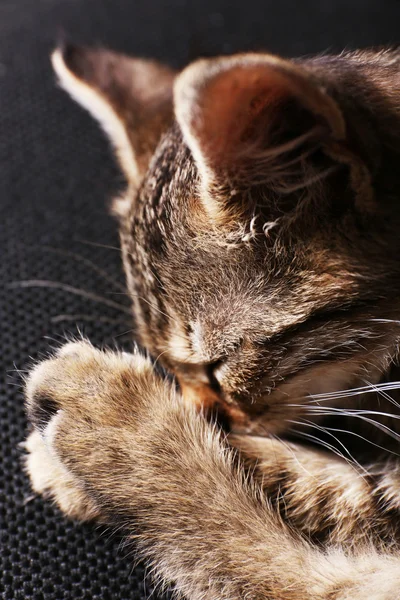 Спящий котенок крупный план — стоковое фото
