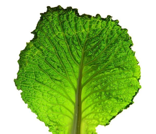 Green cabbage leaf — Stock Photo, Image