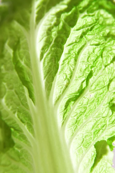 Grön kål blad — Stockfoto