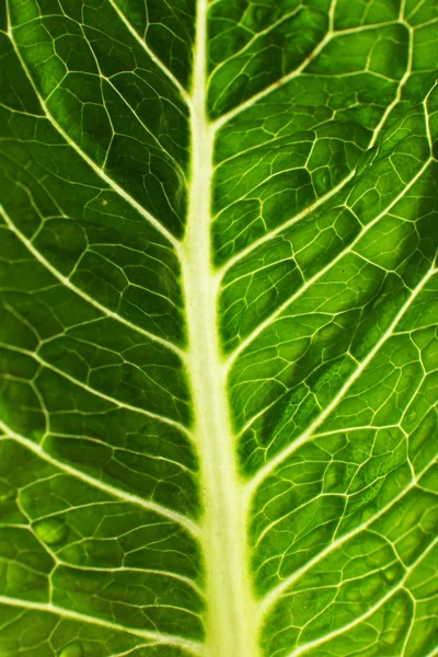 Hoja de col verde — Foto de Stock