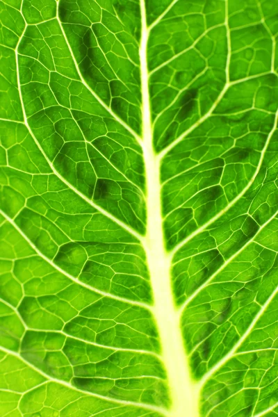 Folha de repolho verde — Fotografia de Stock
