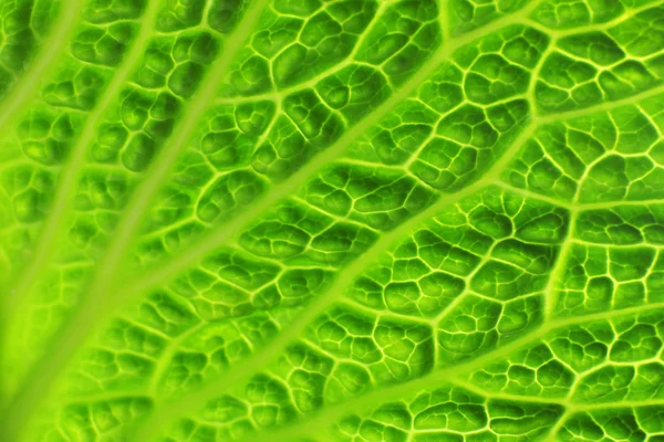 Zelený zelný list — Stock fotografie