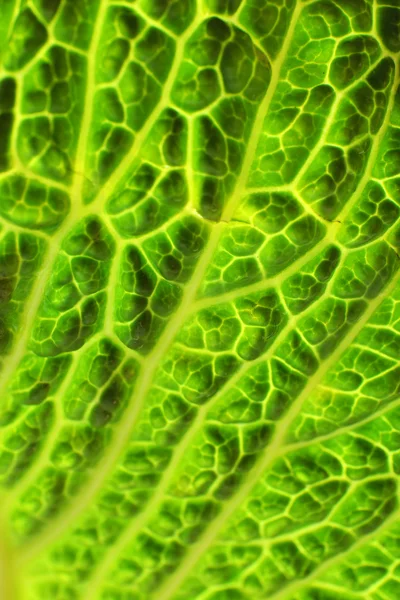 Green cabbage leaf — Stock Photo, Image
