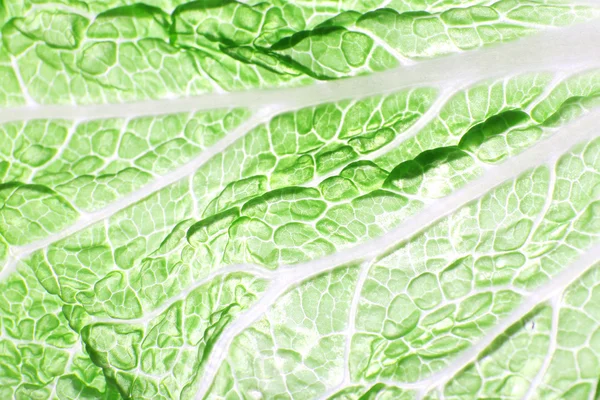 Зеленый лист капусты — стоковое фото