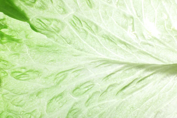 Green cabbage leaf — Stock Photo, Image