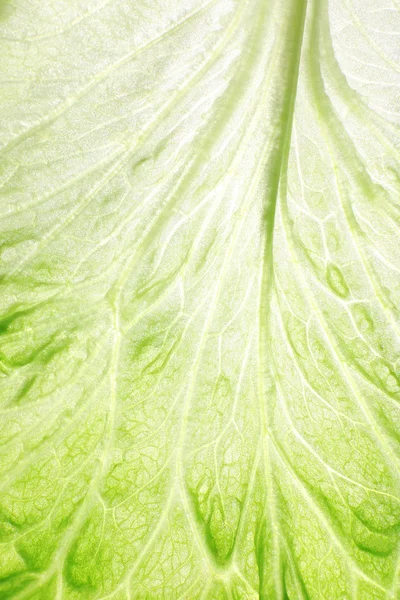 Green cabbage leaf — Stock Photo, Image