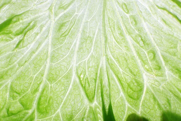Folha de repolho verde — Fotografia de Stock