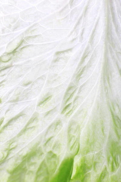 Feuille de chou vert — Photo