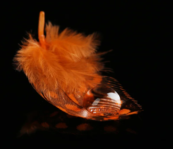 Feather with water drop — Stock Photo, Image