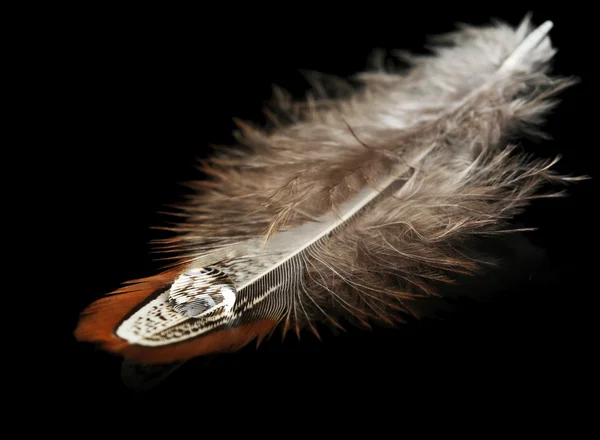 Pluma con gota de agua —  Fotos de Stock