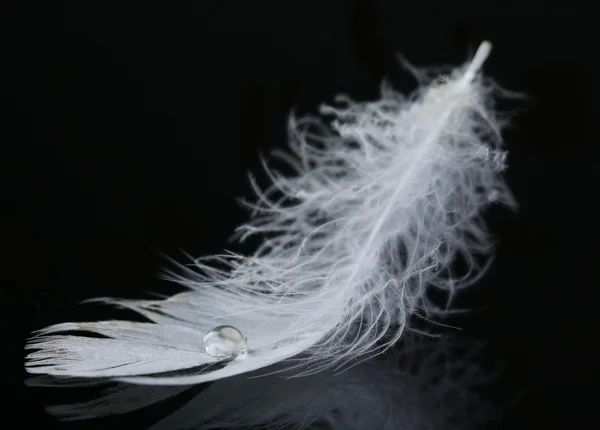 Pluma con gota de agua — Foto de Stock