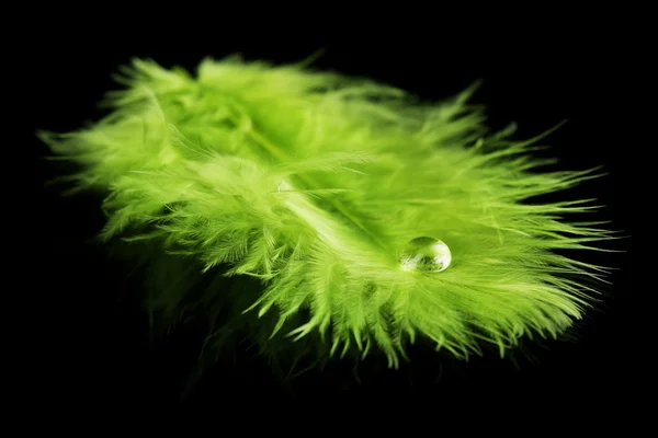 Piuma con goccia d'acqua — Foto Stock