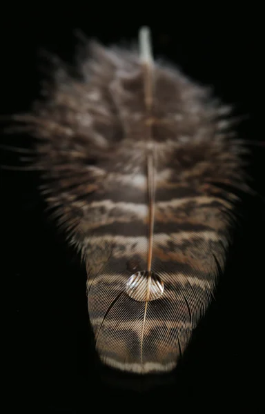 水滴付きの羽 — ストック写真