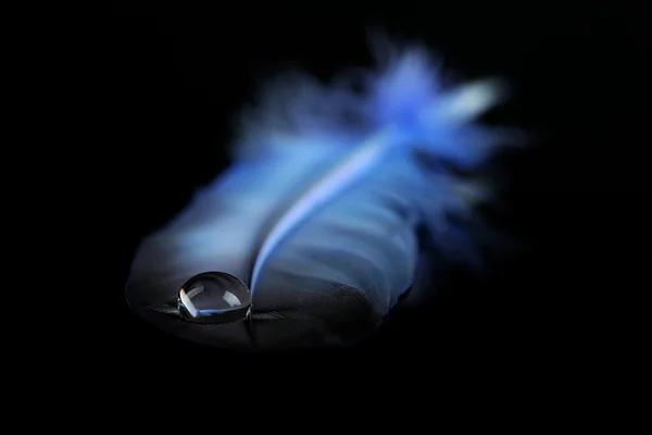 Feather with water drop — Stock Photo, Image