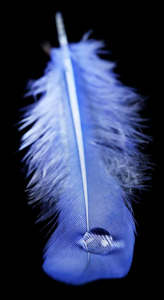 물방울이 떨어지는 깃털 — 스톡 사진