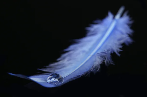 Pluma con gota de agua — Foto de Stock