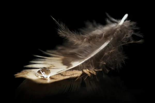 Feather with water drop — Stock Photo, Image