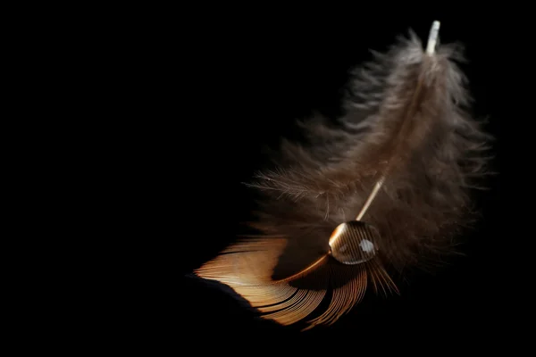 Feather with water drop — Stock Photo, Image