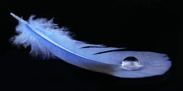 Pluma con gota de agua — Foto de Stock