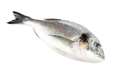 taze dorado balığı