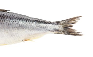 Beyaz izole taze ringa balığı