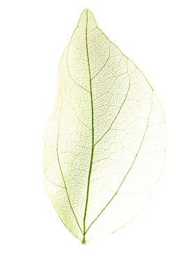 Dekoratif iskelet yaprak