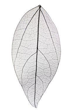 Dekoratif iskelet yaprak