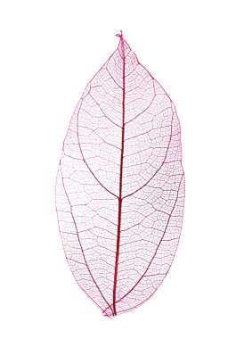 Dekoratif iskelet yaprak