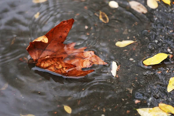 Herbstblatt in der Pfütze — Stockfoto