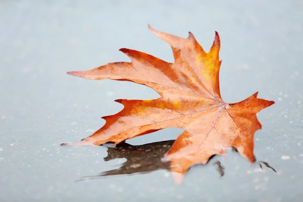 水たまりに秋の葉 — ストック写真
