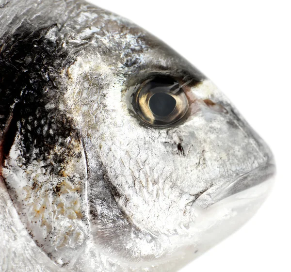 Färsk dorado fisk — Stockfoto