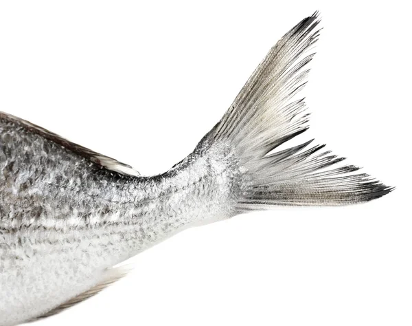 Rabo de peixe fresco isolado em branco — Fotografia de Stock