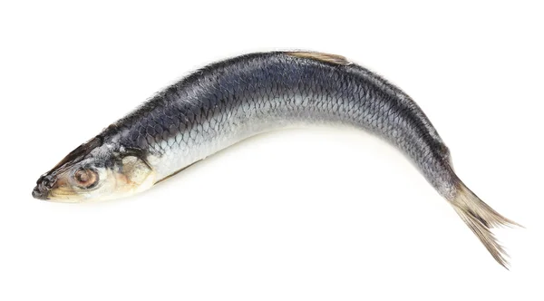 Ryby čerstvé sledě izolované na bílém — Stock fotografie