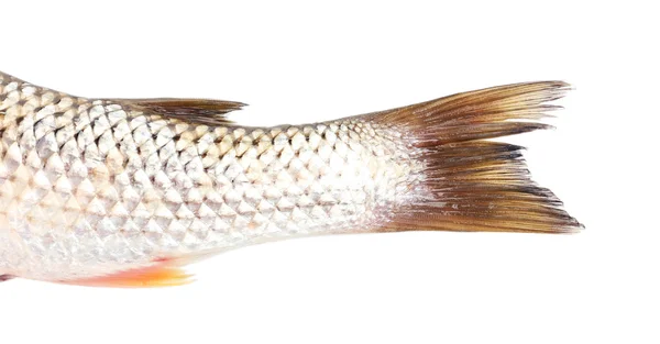 新鮮な魚の尾が白で隔離 — ストック写真