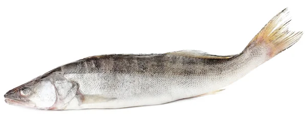 Friss, fehéren izolált hal — Stock Fotó