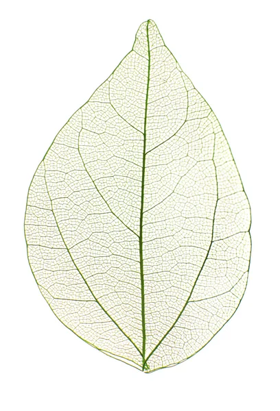 装飾的なスケルトンの葉 — ストック写真