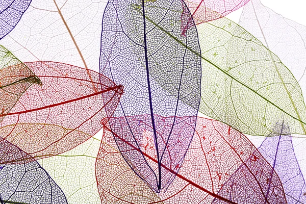 装飾的なスケルトンの葉 — ストック写真
