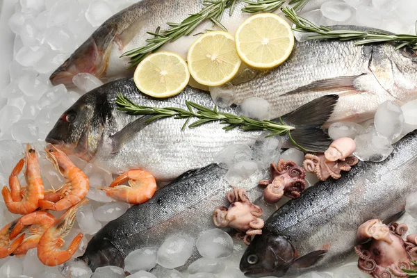 Fresh fish on ice — Stock Photo, Image