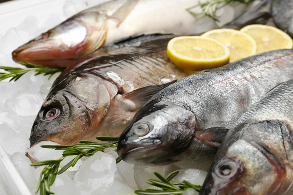 Fresh fish on ice — Stock Photo, Image