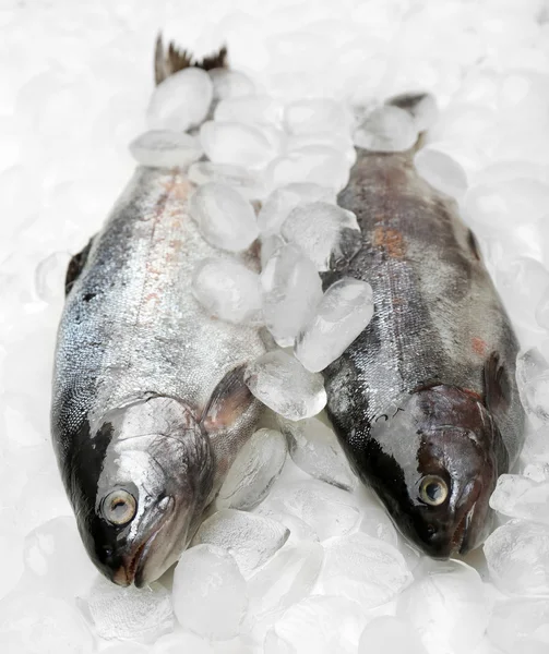 Fresh fish on ice — Stock Photo, Image