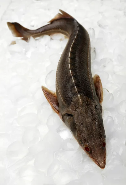 氷の上の新鮮な魚 — ストック写真